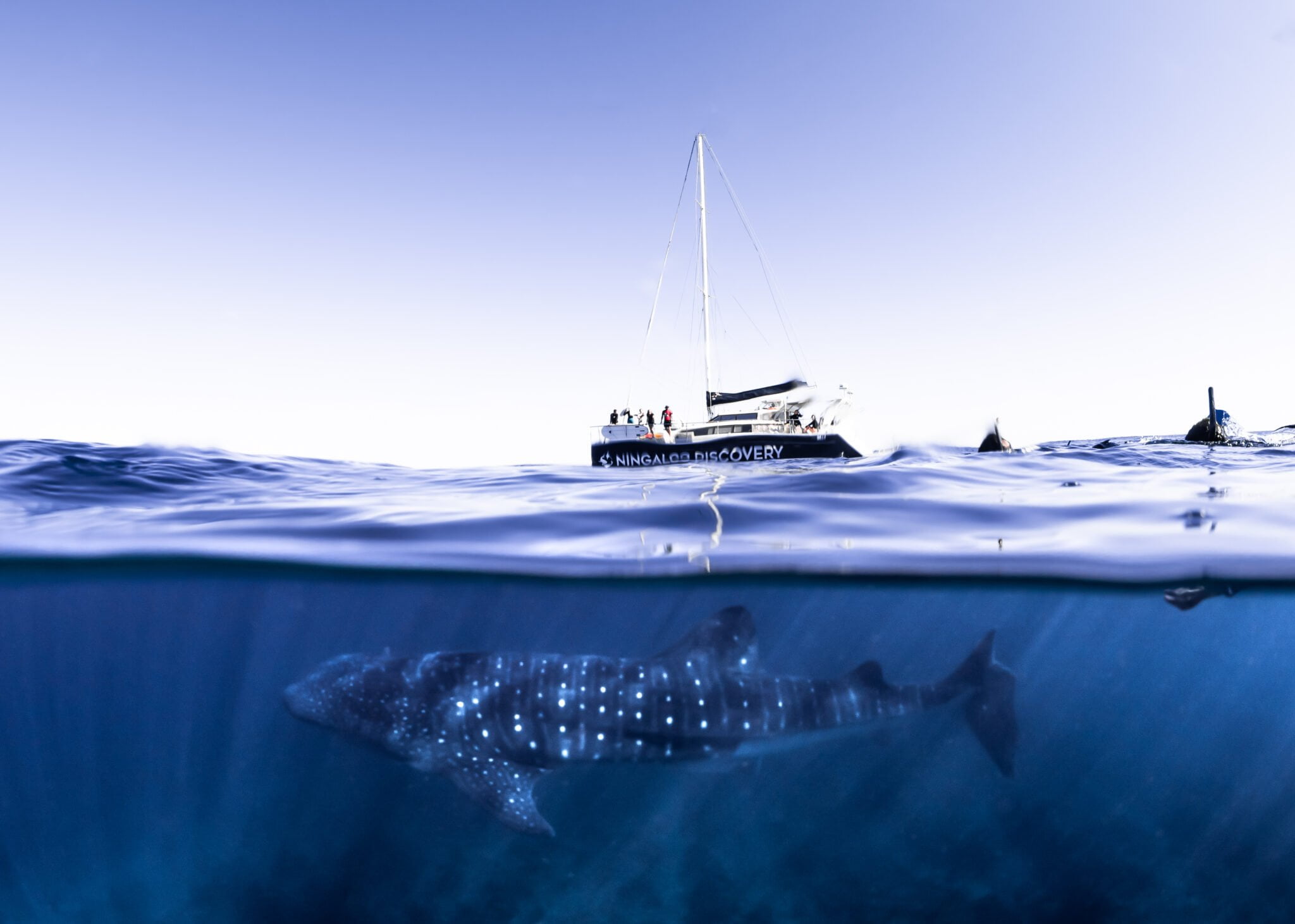 ningaloo discovery catamaran