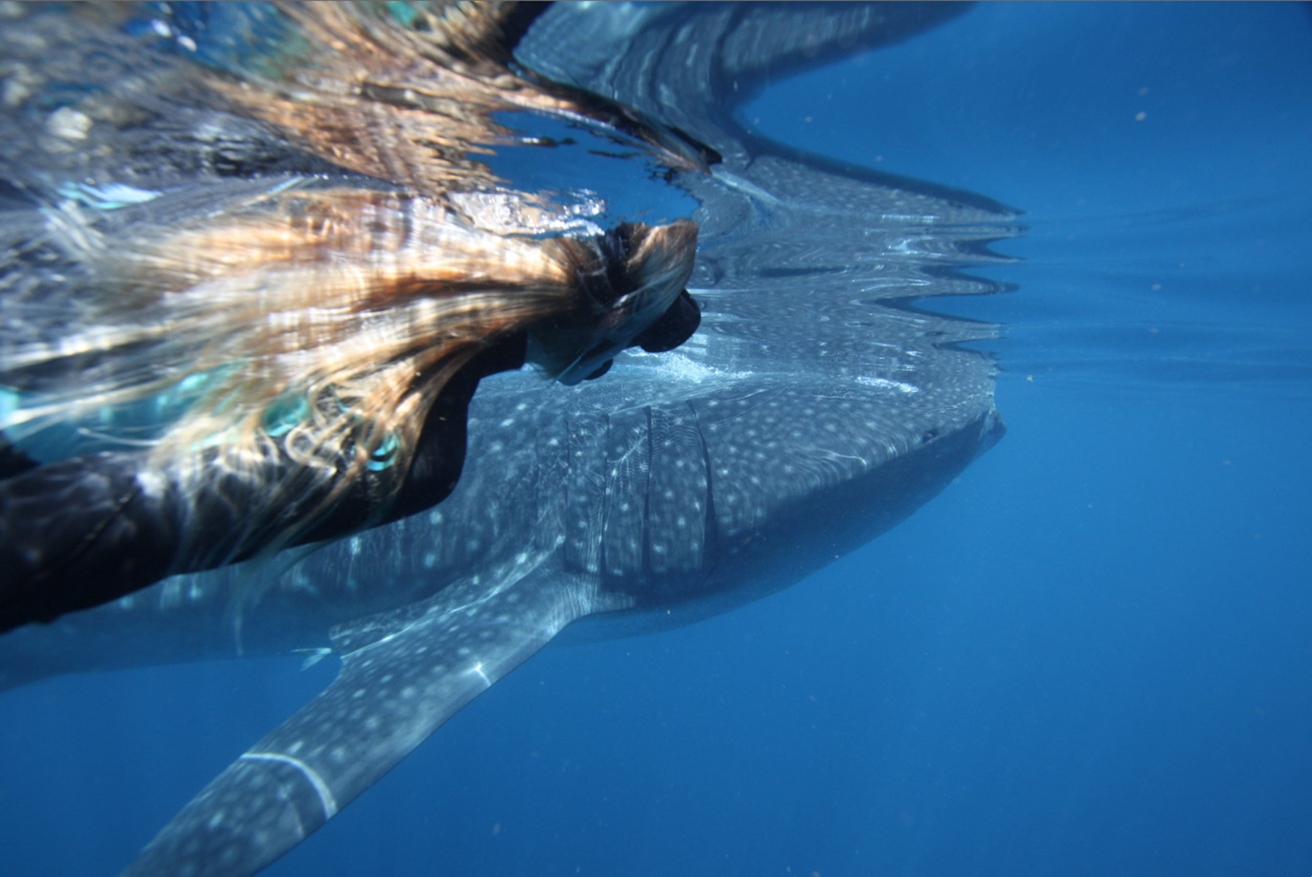 Whale Shark Warrior Reversible Top, Swim, SCUBA Dive, SUP